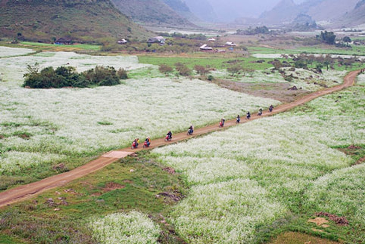 Nhung canh dong hoa cai dep ngan ngo tu Bac vao Nam-Hinh-4